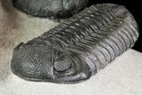 Four Large Pedinopariops Trilobites - Killer Piece! #76395-8